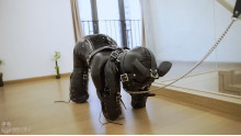 新しい女! 小さくてかわいい人型犬

